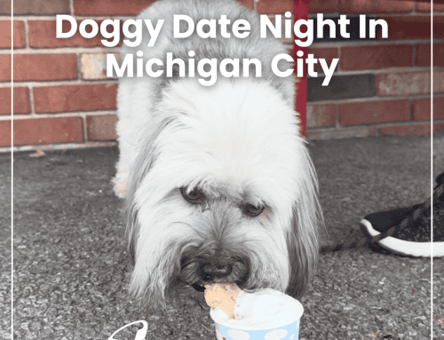 The Insider’s Guide To Doggy Date Night In Michigan City